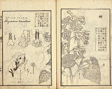 第2部 1. 来日外国人の日本研究 （3） | 江戸時代の日蘭交流
