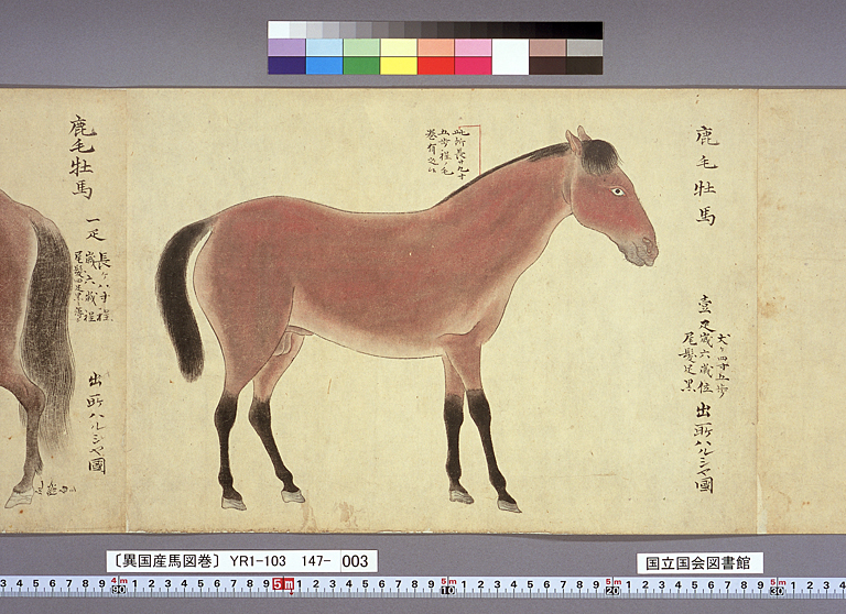 異国産馬図巻〕（標準画像 147-003） | 江戸時代の日蘭交流