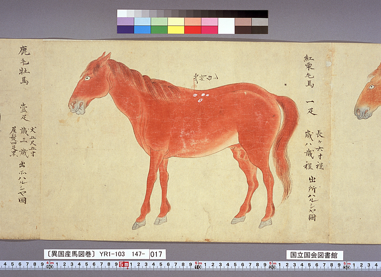 異国産馬図巻〕（標準画像 147-017） | 江戸時代の日蘭交流